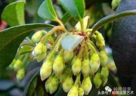 金弹子盆景价格，金弹子收藏级盆景