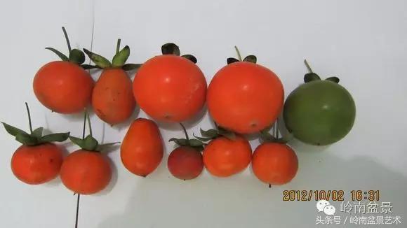 金弹子盆景价格，金弹子收藏级盆景