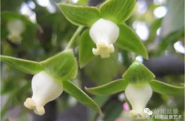 金弹子盆景价格，金弹子收藏级盆景