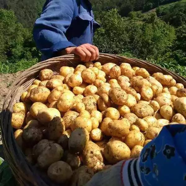 糍粑是哪里的特产，糍粑是哪里过年的美食（湖北恩施：五谷糍粑香土家）