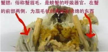 大闸蟹哪里不能吃，大闸蟹身上有哪些地方不能吃（关于大闸蟹）