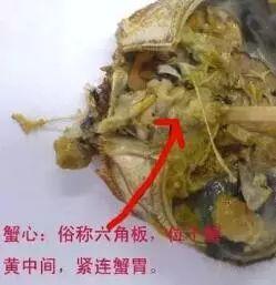 大闸蟹哪里不能吃，大闸蟹身上有哪些地方不能吃（关于大闸蟹）