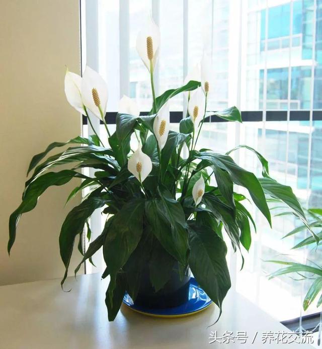 室内植物100种大盆栽，室内大盆栽植物如何养护（100种“吉祥花”）