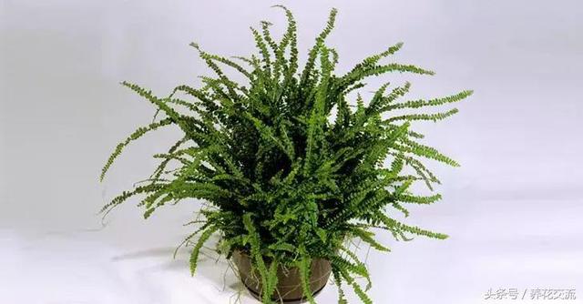 室内植物100种大盆栽，室内大盆栽植物如何养护（100种“吉祥花”）