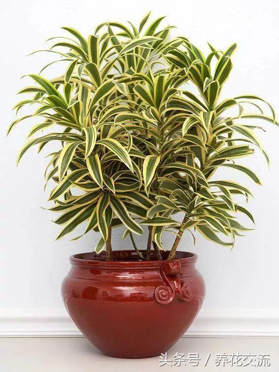 室内植物100种大盆栽，室内大盆栽植物如何养护（100种“吉祥花”）