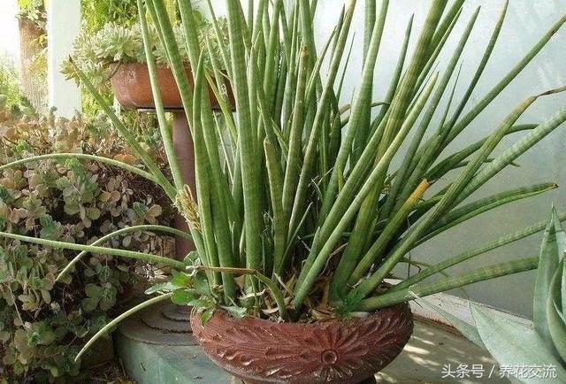 室内植物100种大盆栽，室内大盆栽植物如何养护（100种“吉祥花”）