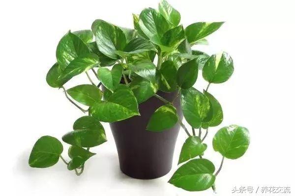 室内植物100种大盆栽，室内大盆栽植物如何养护（100种“吉祥花”）