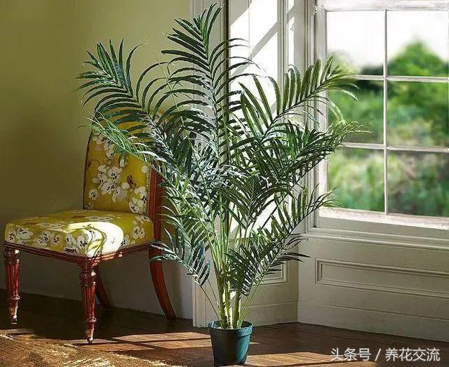 室内植物100种大盆栽，室内大盆栽植物如何养护（100种“吉祥花”）