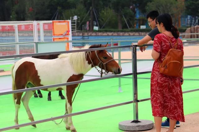 苏州森林乐园游玩攻略，苏州的“妇女节”活动有亿点点小心意～