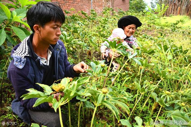 农村暴利种植品种大全，一直位于高价位