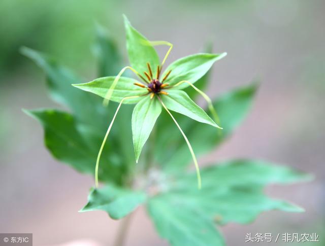 农村暴利种植品种大全，一直位于高价位