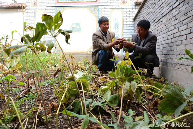 农村暴利种植品种大全，一直位于高价位