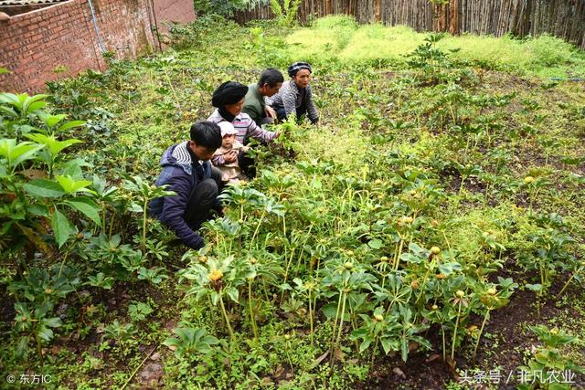 农村暴利种植品种大全，一直位于高价位