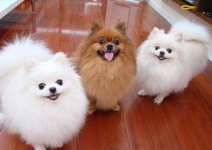 博美犬的饲养技巧，博美犬饲养照顾全攻略