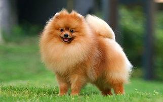 博美犬的饲养技巧，博美犬饲养照顾全攻略