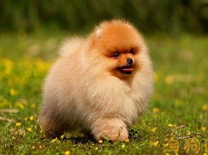 博美犬的饲养技巧，博美犬饲养照顾全攻略