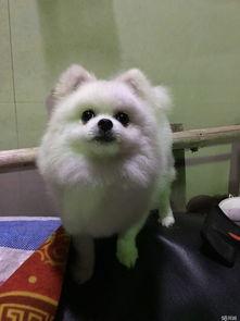 博美犬的饲养技巧，博美犬饲养照顾全攻略