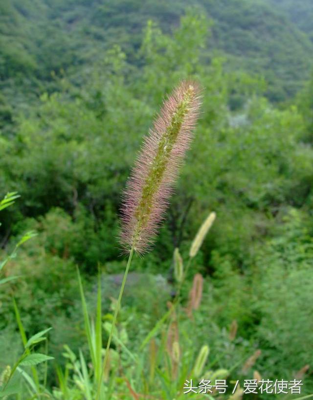 狗尾巴草的学名，狗尾巴草为啥叫狗尾巴草