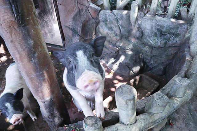 长鹿旅游休博园，长鹿旅游度假村攻略（吃喝玩乐就在长鹿旅游休博园）