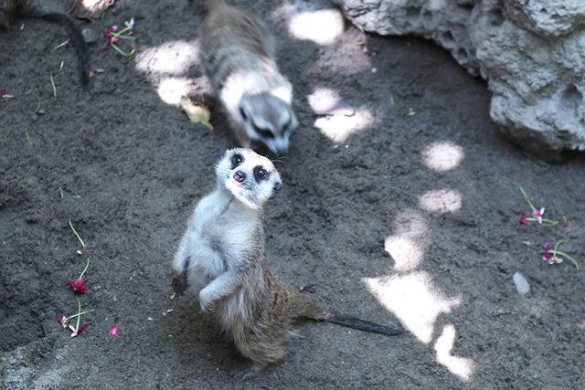 长鹿旅游休博园，长鹿旅游度假村攻略（吃喝玩乐就在长鹿旅游休博园）