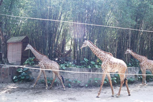 长鹿旅游休博园，长鹿旅游度假村攻略（吃喝玩乐就在长鹿旅游休博园）