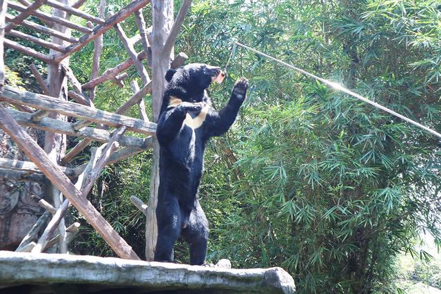长鹿旅游休博园，长鹿旅游度假村攻略（吃喝玩乐就在长鹿旅游休博园）