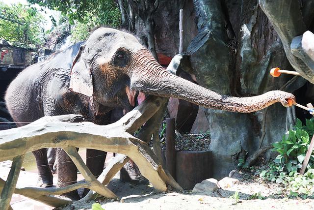长鹿旅游休博园，长鹿旅游度假村攻略（吃喝玩乐就在长鹿旅游休博园）