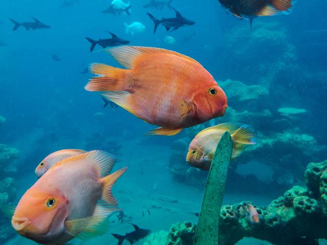 长鹿旅游休博园，长鹿旅游度假村攻略（吃喝玩乐就在长鹿旅游休博园）