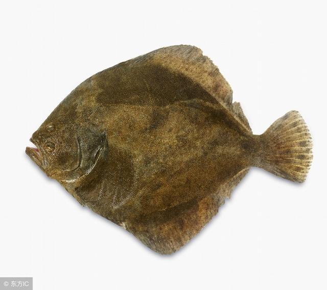 比目鱼的营养价值，比目鱼的营养价值及食用禁忌（想要孩子聪明身体壮一定要多吃它）