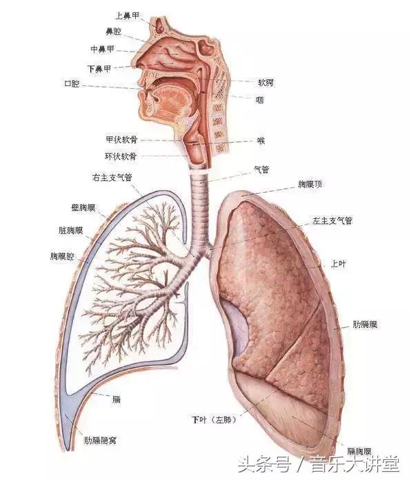 唱歌的技巧和换气方法，歌唱的换气技巧