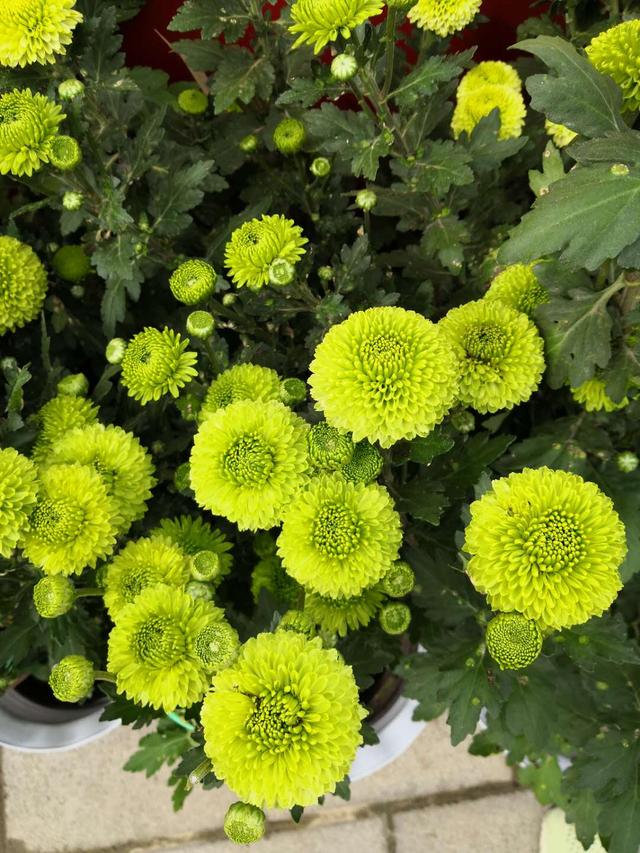 世界葡萄博览园，世界葡萄博览园现在开放