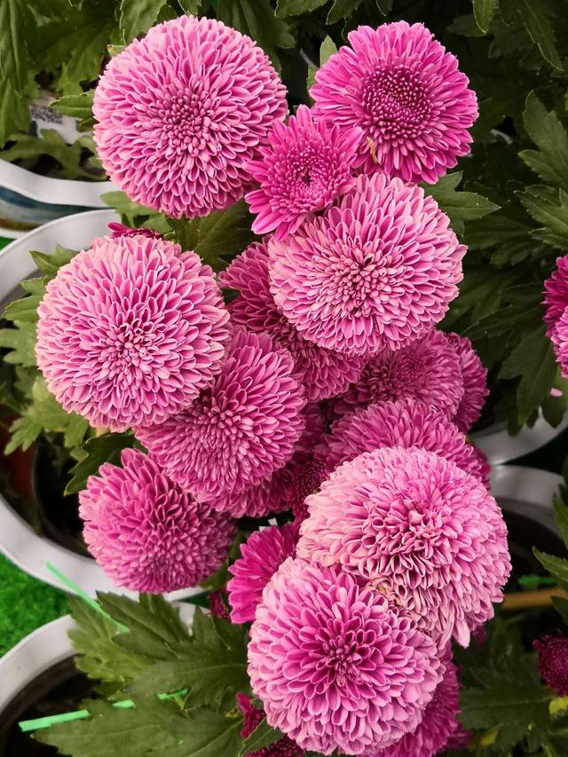 世界葡萄博览园，世界葡萄博览园现在开放