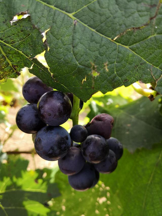 世界葡萄博览园，世界葡萄博览园现在开放