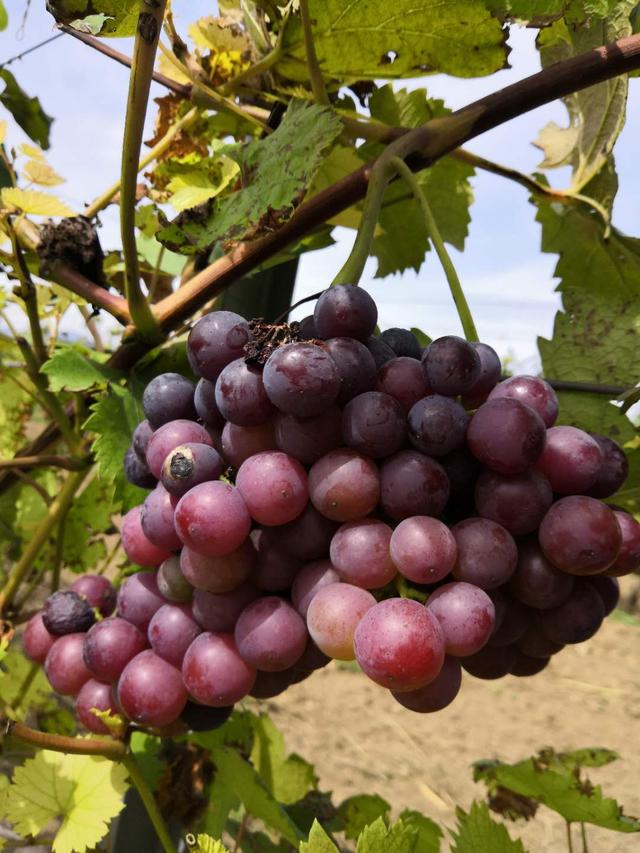 世界葡萄博览园，世界葡萄博览园现在开放