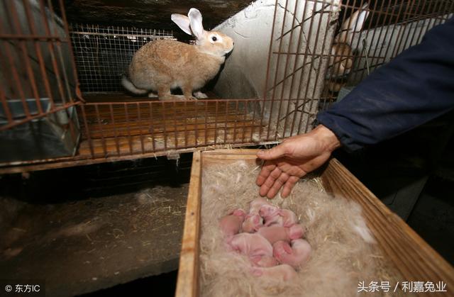 养兔有四个要点，三天教会你养兔