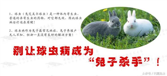 养兔有四个要点，三天教会你养兔