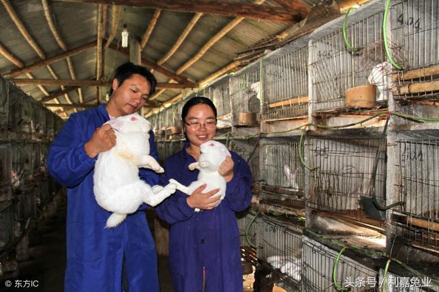 养兔有四个要点，三天教会你养兔
