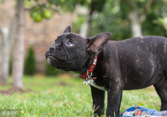 恶霸犬的六种特征，这5种狗看起来是猛汉