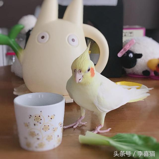 玄凤鹦鹉为什么有这么多的品种，难怪能够“通杀”养宠物的朋友们