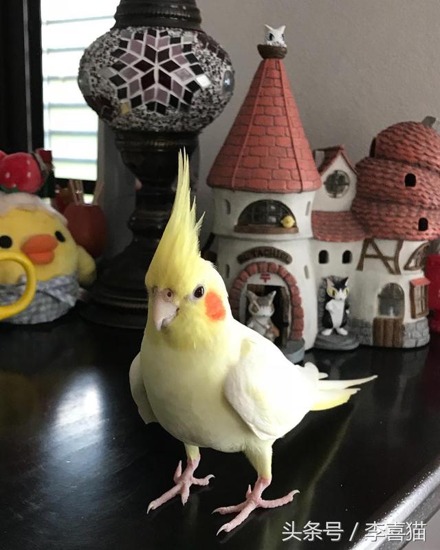 玄凤鹦鹉为什么有这么多的品种，难怪能够“通杀”养宠物的朋友们