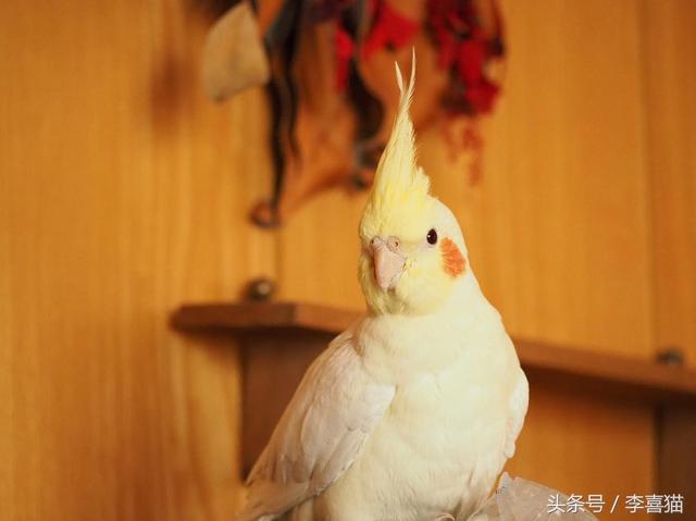 玄凤鹦鹉为什么有这么多的品种，难怪能够“通杀”养宠物的朋友们