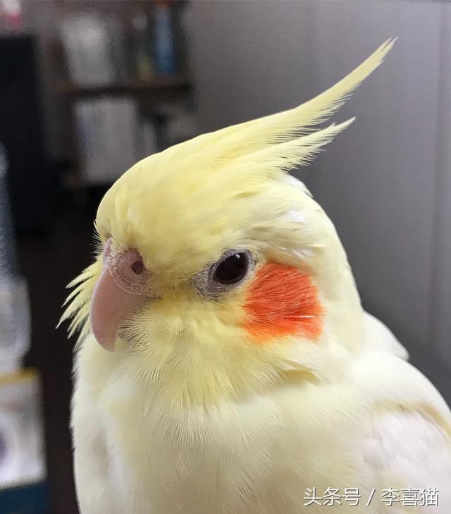玄凤鹦鹉为什么有这么多的品种，难怪能够“通杀”养宠物的朋友们