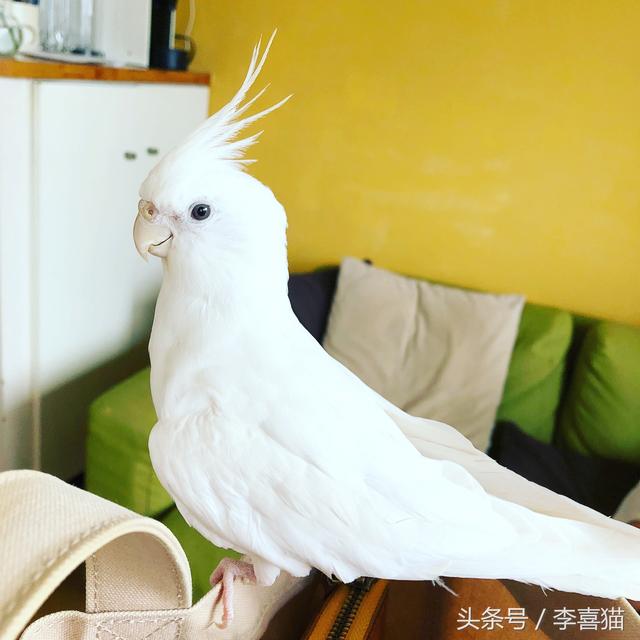 玄凤鹦鹉为什么有这么多的品种，难怪能够“通杀”养宠物的朋友们