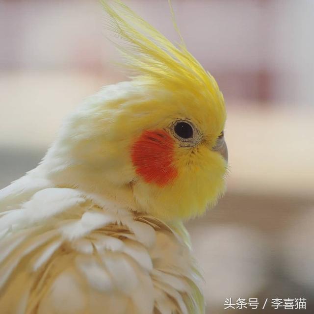 玄凤鹦鹉为什么有这么多的品种，难怪能够“通杀”养宠物的朋友们