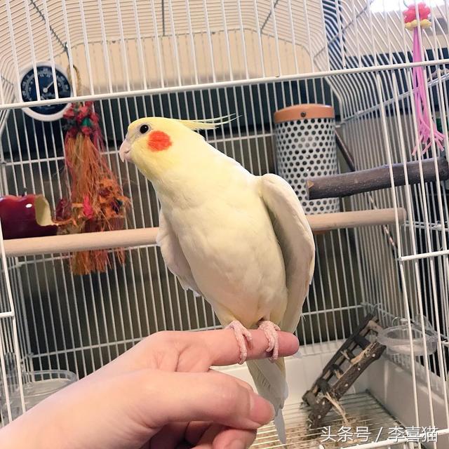 玄凤鹦鹉为什么有这么多的品种，难怪能够“通杀”养宠物的朋友们