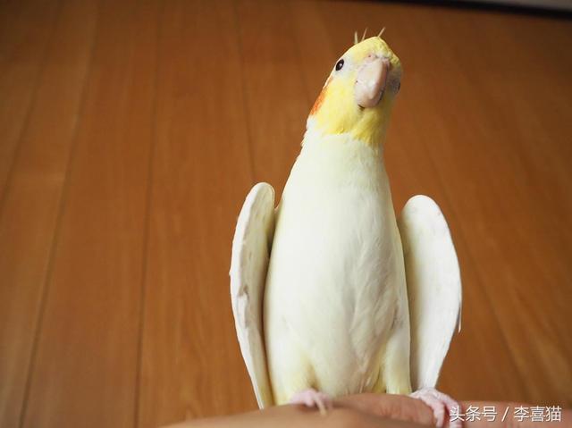 玄凤鹦鹉为什么有这么多的品种，难怪能够“通杀”养宠物的朋友们