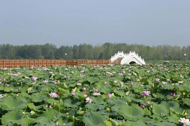 阜阳颍州西湖打造旅游景点，阜阳4大板块谁将成为下一个中心