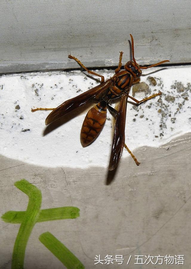 蜜蜂马蜂胡蜂区别，如何区分胡蜂马蜂和黄蜂