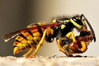 蜜蜂马蜂胡蜂区别，如何区分胡蜂马蜂和黄蜂