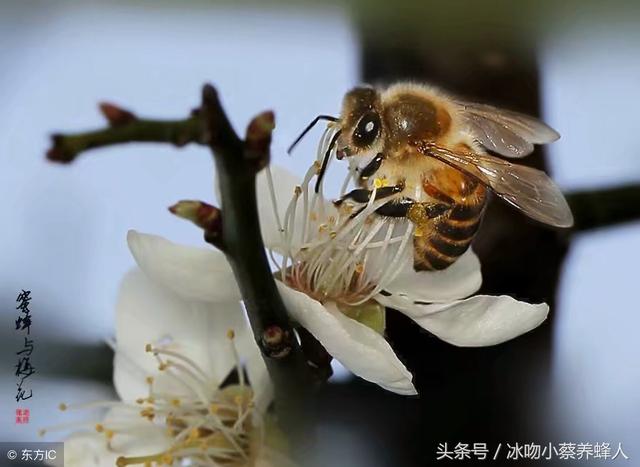 养殖蜂技术教程，新手养殖不可错过